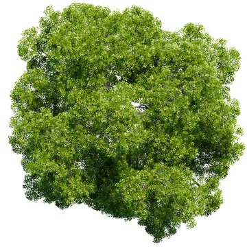 tree top view isolated on white png
