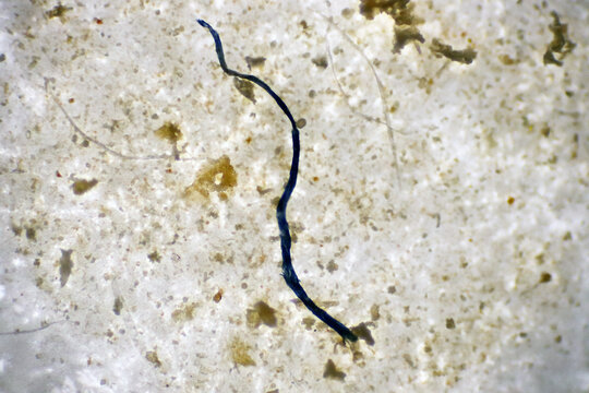 Analysis morphology of microplastic waste contaminated in soil and water sample full of plastic particles. The microscope of fibers type plastics with macro 40x lens environmental health laboratory.