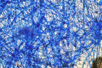 Microscope of black fungus spore strain with Lactophenol cotton blue, molds or yeasts with macro 40x lens, contamination in air room, pollution aerosol environmental. Microbiology laboratory concepts.
