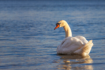 Obraz premium Einzelner Schwan der in Mardorf am Surfstrand auf dem Steinhuder Meer im Sonnenlicht schwimmt und zurück blickt
