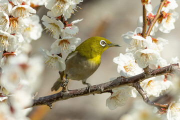 たくさんの白い梅の花とメジロ