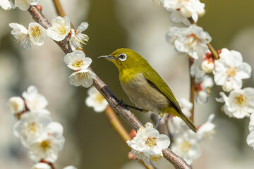 たくさんの餌の花に囲まれたメジロ