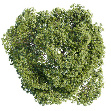 tree top view isolated on white png