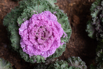 purple and green flower with brown background in garden