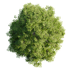 tree top view isolated on white png