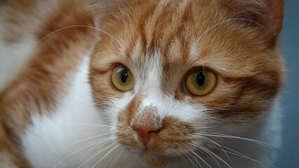 Close-up portrait of a healthy young red ginger cat  with big yellow and green eyes. selective focus. Studio shot