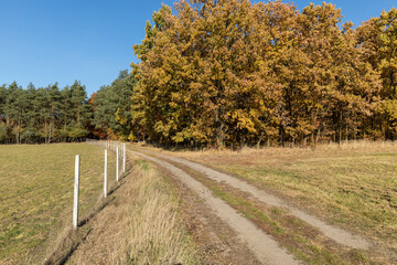 Fototapeta na wymiar Autumn at the edge of the forest, a large meadow and autumn colors of trees.