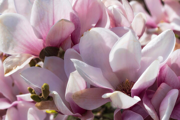 Naklejka na ściany i meble Macro shots of magnolia blossoms in the spa gardens of Wiesbaden/Germany