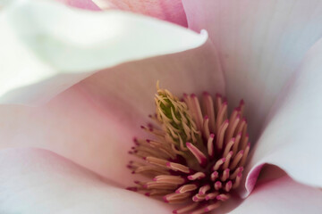 Macro shots of magnolia blossoms in the spa gardens of Wiesbaden/Germany © fotografci