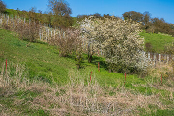 Fototapeta premium Blossoming blackthorn bush in the hills near Stadecken-Elsheim/Germany