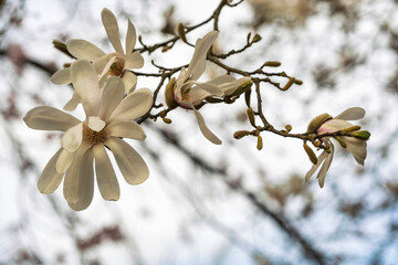 Close-up of a Star Magnolia in the Kurpark of Wiesbaden/Germany