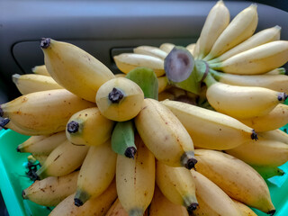 Barlin banana (Musa acuminata Plant) also known as barlin banana, is a type of table banana (dessert banana) because bananas are perishable fruits.
