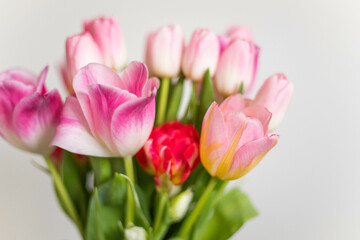 Obraz na płótnie Canvas spring flowers pink tulips