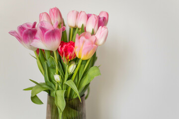 spring flowers pink tulips