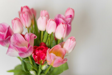 spring flowers pink tulips