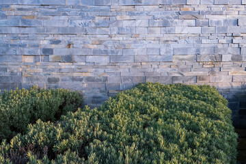 Stone wall facade and green shrub hedge front view, landscaping background