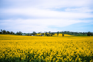 canola field