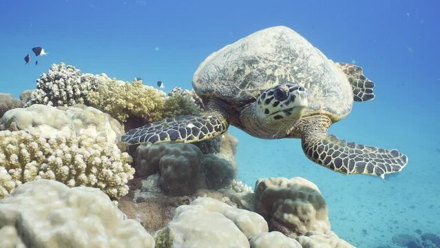 Front portrait of sea turtle eating coral in sunrays, slow motion. Close-up of Hawksbill Sea Turtle or Bissa (Eretmochelys imbricata) feeds on hard corals on top of a beautiful tropical reef.