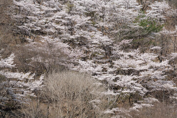 Fototapeta na wymiar 山桜