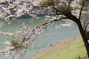 湖畔の桜