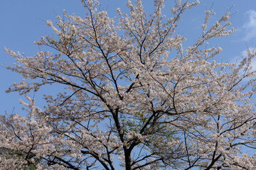 サクラと青空