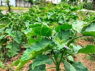 Naklejka premium Green eggplant plant growing in garden. Eggplant vegetables harvest. 