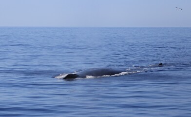 Fototapeta premium La cohabitation mammifère oiseau