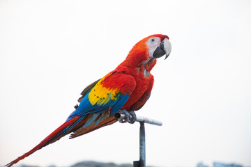 parrot / Macaw Close Up portrait