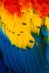 close up of Scarlet macaw bird's feather - obrazy, fototapety, plakaty