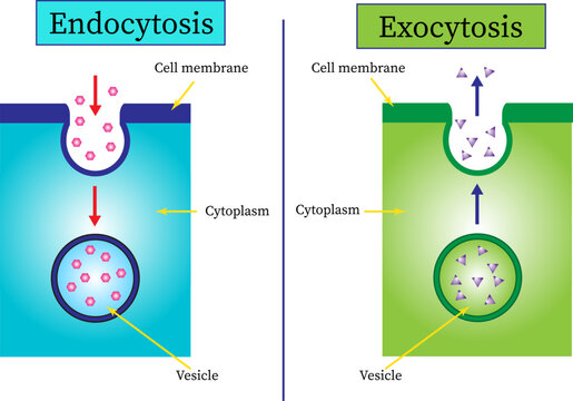 Vector image of  the difference between endocytosis and exocytosis of cells