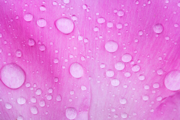 dew drops on a peony petal