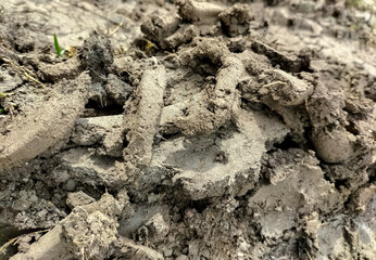 Tractor wheel mark on the land. Wheel tread mark on a dirt road. The trail from the tread of trucks wheels. Car tire tread imprint on land, background, texture. 

