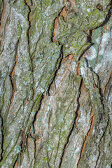 Old tree bark with beautiful patterns for graphic design or wallpapers. Natural background in abstract style.