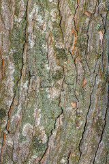 Fototapeta premium Old tree bark with beautiful patterns for graphic design or wallpapers. Natural background in abstract style.