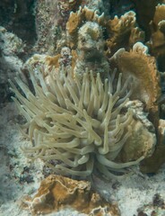 Fototapeta na wymiar Sea anemone near coral, Bonaire