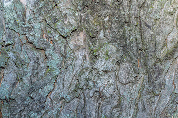 Old tree bark with beautiful patterns for graphic design or wallpapers. Natural background in abstract style.