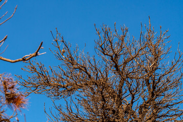Fruto de árbol en el Parque Nacional del Teide.