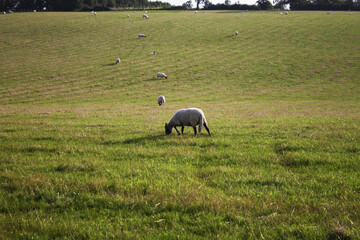Sheep Grazing