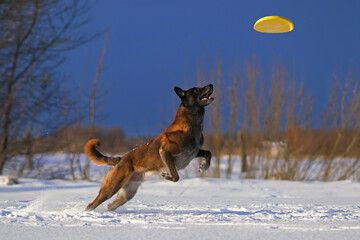 Active Belgian Shepherd dog Malinois jumping outdoors on a snow catching a yellow flying disc in winter