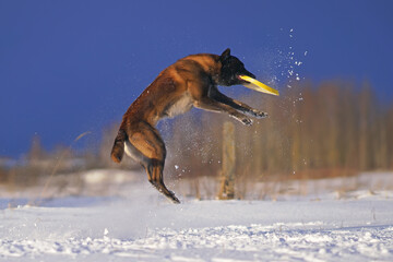 Active Belgian Shepherd dog Malinois jumping outdoors on a snow catching a yellow flying disc in winter