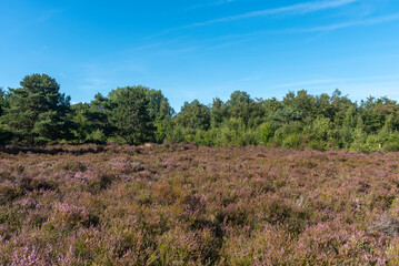 Landschaft im Naturschutzgebiet Schoorlser Dünen bei Schoorl. Provinz Nordholland in den Niederlanden