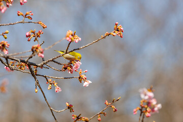 メジロと桜