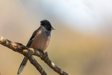 Black-headed jay or lanceolated jay (Garrulus lanceolatus) at Pangot, Uttarakhand, India