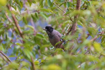 Black-headed jay or lanceolated jay (Garrulus lanceolatus) at Pangot, Uttarakhand, India