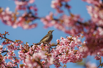 河津桜にヒヨドリ