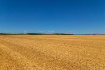 Fototapeta premium view of a crop field in Spain