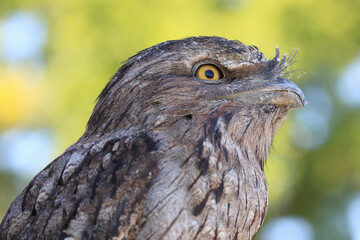 Portrait of a Tawny Frogmouth

