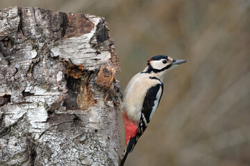 Grote bonte specht - Great spotted woodpecker