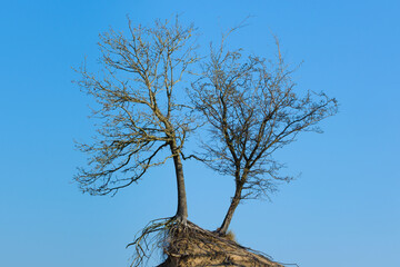 Nature reserve Amsterdamse Waterleidingduinen, Noord-Holland province, The Netherlands