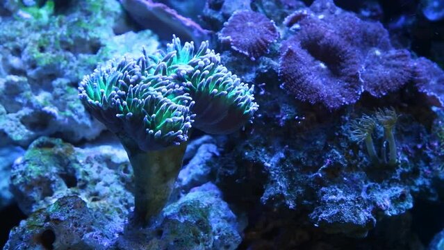 torch coral frag grow on plug and move long green tentacles in strong current, healthy animal in reef marine aquarium, popular pet in LED actinic blue light, live rock ecosystem, coquina stone design